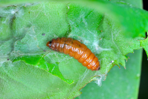istock Rose tortrix (Archips rosana) caterpillar in webbed and damaged rose leaf. 1399716784