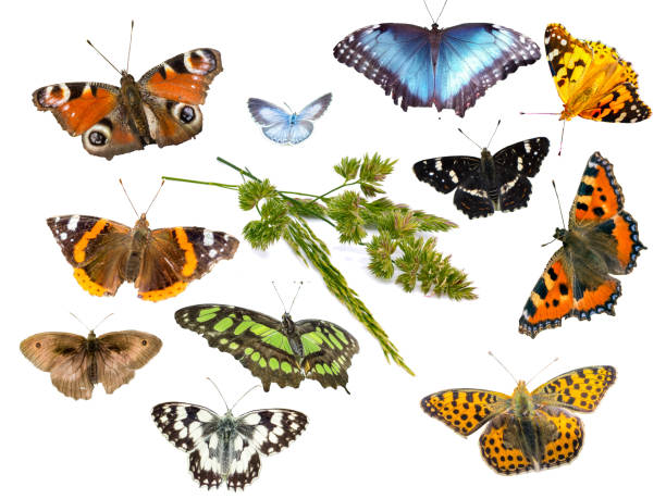 istock different grasses with butterflies isolated 1399716855