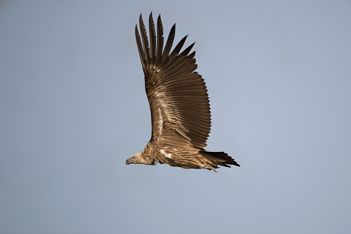 Closed up adult Himalayan griffon vulture, or the Himalayan vulture, uprisen angle view, side shot, spread wings and free flying over the agriculture field under the clear sky in nature of tropical climate, central Thailand.