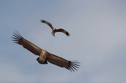 Closed up adult Himalayan griffon vulture, or the Himalayan vulture, and other bird of prey, uprisen angle view, front shot, spread wings and free flying over the agriculture field under the clear sky in nature of tropical climate, central Thailand.