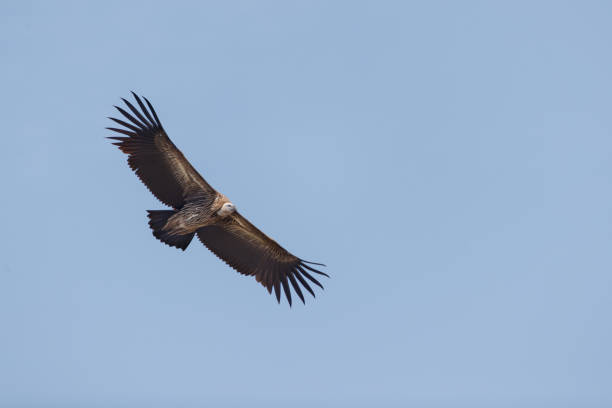istock Bird of prey : adult Himalayan griffon vulture (Gyps himalayensis), or the Himalayan vulture. 1399717087