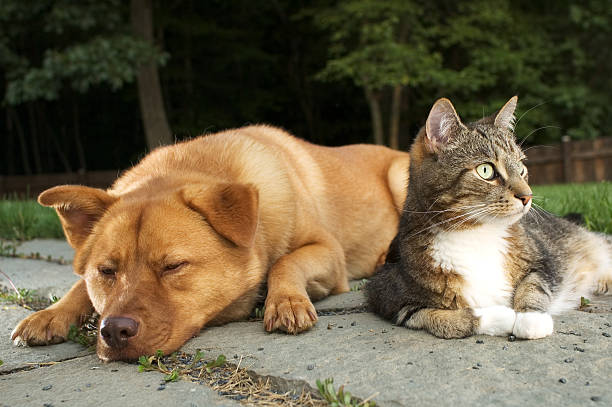 Dog and Cat stock photo