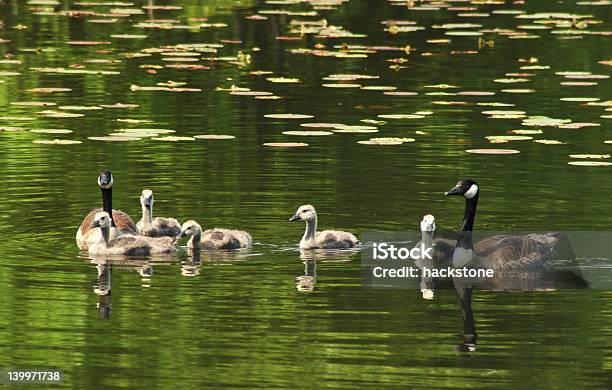 Canadien Geese Family Stock Photo - Download Image Now - Animal Wildlife, Canada, Canadian Culture