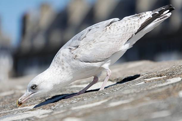 Seagull on a stone wall leaning down stock photo
