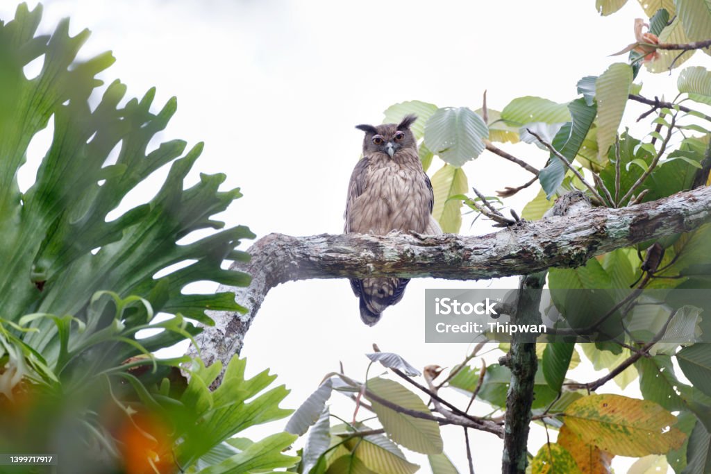 Bird of prey : adult Dusky eagle-owl (Bubo coromandus). Closed up bird of prey, adult Dusky eagle-owl, uprisen angle view, front shot, resting on the tropical tree in the morning in nature of tropical rainforest, national park in southern Thailand. Branch - Plant Part Stock Photo