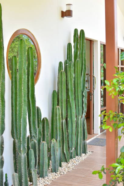 istock Cactus in the garden. 1399717933