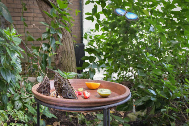 Blue Morpho butterflies feeding on fruit on a large plate