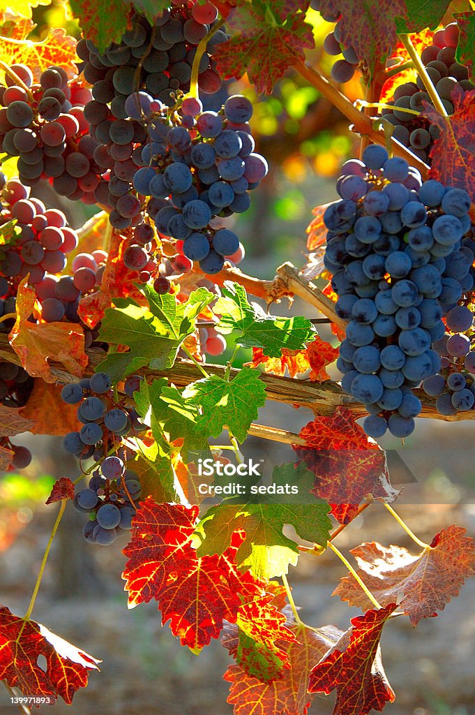 Grapes in Fall It was taken in Chile vineyards at March 2006. Autumn Stock Photo