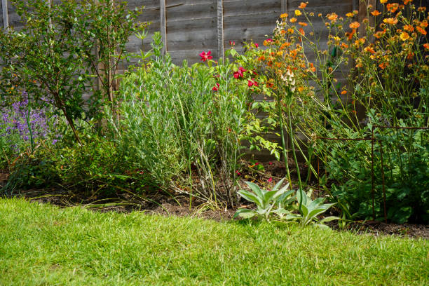 istock Plants growing in a flower bed in the summer 1399719343