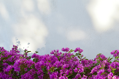 Purple magenta blossoms on white textured house wall. Bougainvillea flowers and shadows on white background.