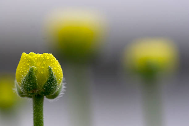 Verão Flores - fotografia de stock