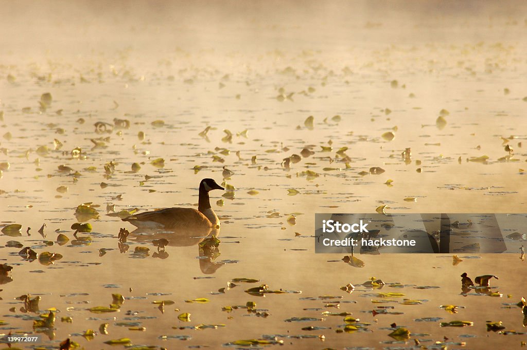 CAnadien onpond ganso - Foto de stock de Agua libre de derechos