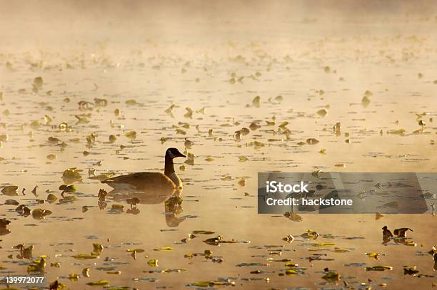 Canadien Onpond Ganso Foto de stock y más banco de imágenes de Agua - Agua, Aire libre, Belleza