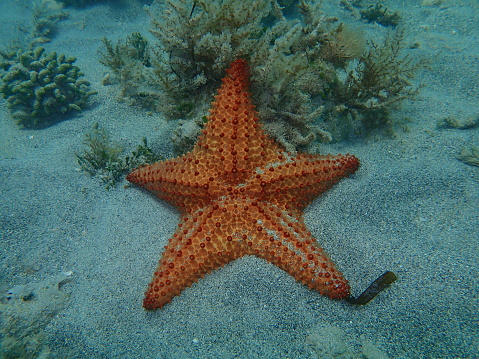 Starfish in a rockpool, selective focus, color filter