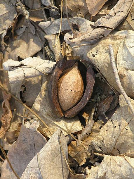 Nut stock photo