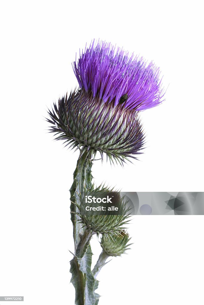 Thistle thistle against white background Thistle Stock Photo