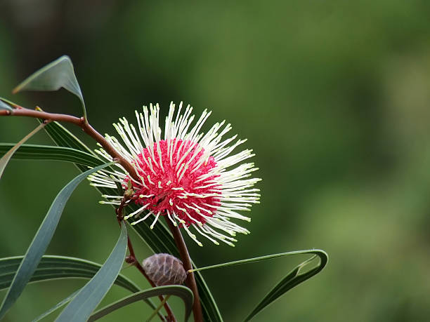 Pincushion Hakea against blurred natural background
