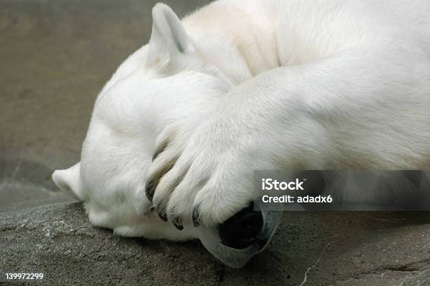 Photo libre de droit de Peek Un Boo banque d'images et plus d'images libres de droit de Ours - Ours, Timide, Animaux en captivité