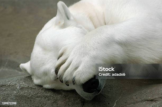 Peek A Boo — стоковые фотографии и другие картинки Застенчивый - Застенчивый, Медведь, Белый