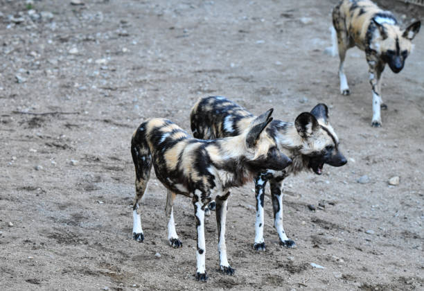 Wild dogs on stony ground