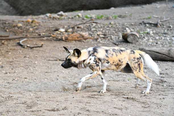 colorful wild dog in the zoo.