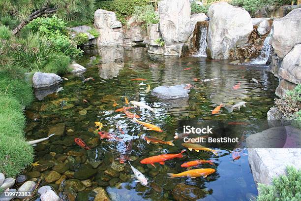 Koi Pond Stock Photo - Download Image Now - Koi Carp, Water Garden, Carp