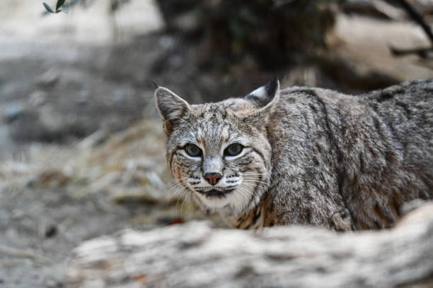 istock Lynx, Bobcat on patrol 1399723831