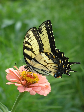 Swallowtail Butterfly on Pink Zinnia - OLYMPUS DIGITAL CAMERA         