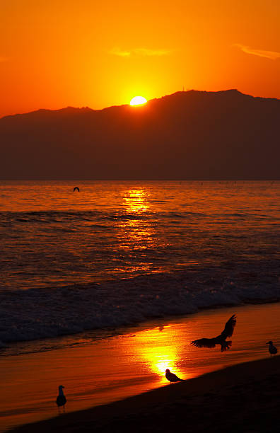 Möwen Meer bei Sonnenuntergang – Foto