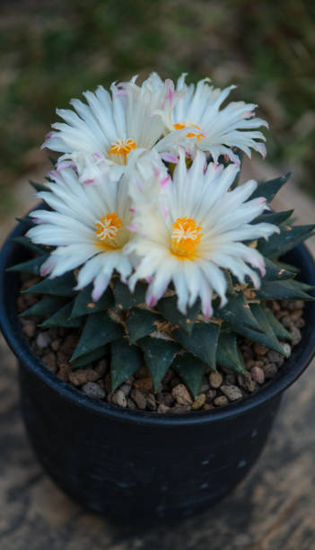 istock Ariocarpus trigonus cactus in pot and flower 1399724118