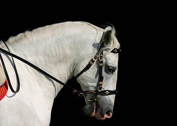 cavallo andaluso al lavoro - mammalgrey foto e immagini stock