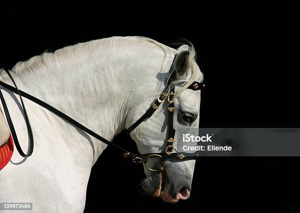 Cavallo Andaluso Al Lavoro - Fotografie stock e altre immagini di Cavallo - Equino - Cavallo - Equino, Rappresentazione, Spagna