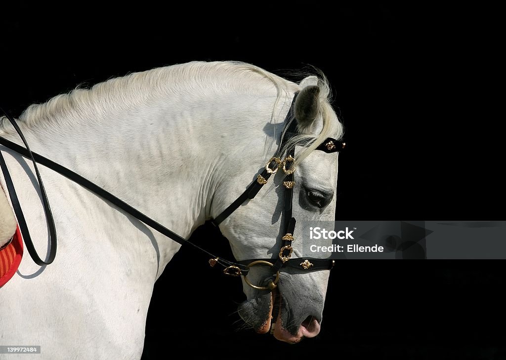 Андалузская лошадь на работе - Стоковые фото Выступление роялти-фри