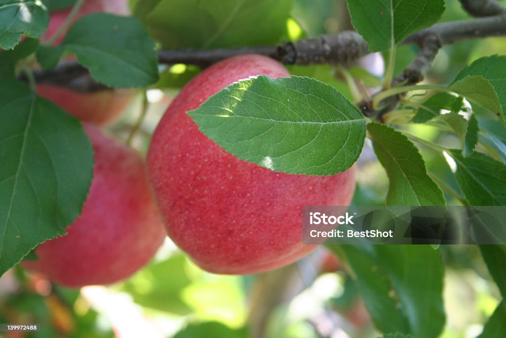 Świeże jabłka - Zbiór zdjęć royalty-free (Czerwony)