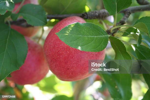 Maçãs Frescas - Fotografias de stock e mais imagens de Alimentação Saudável - Alimentação Saudável, Atuação, Cair