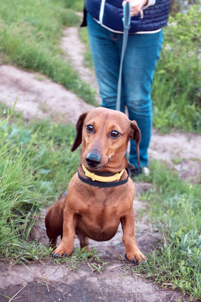 istock Walking with a dog in nature 1399725322