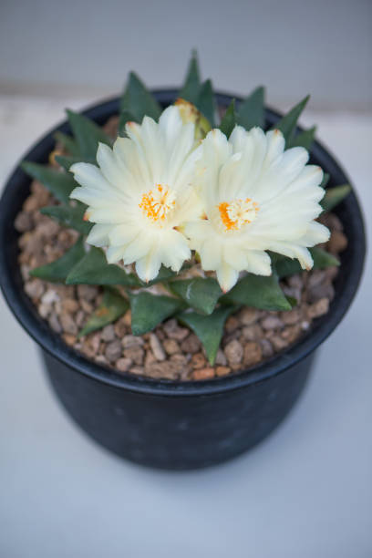 istock Ariocarpus trigonus cactus in pot and flower 1399725433
