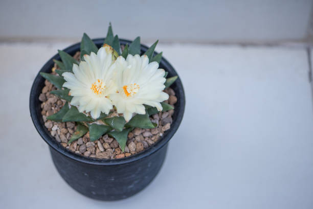 istock Ariocarpus trigonus cactus in pot and flower 1399725464