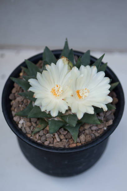 istock Ariocarpus trigonus cactus in pot and flower 1399725515