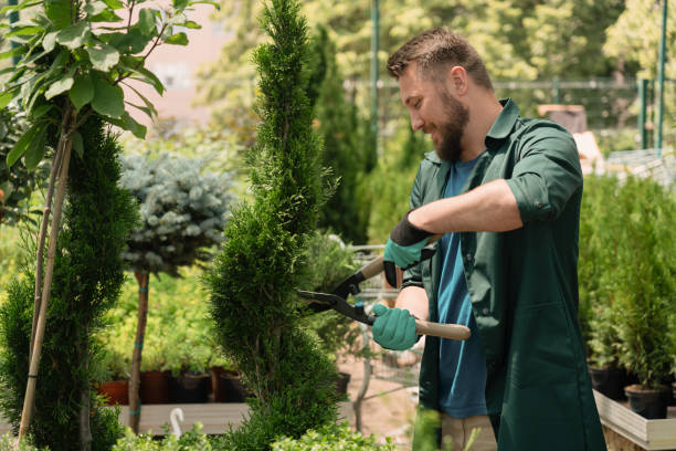 Man trimming decorative trees for sale in garden shop Man trimming decorative trees for sale in big garden shop gardening stock pictures, royalty-free photos & images
