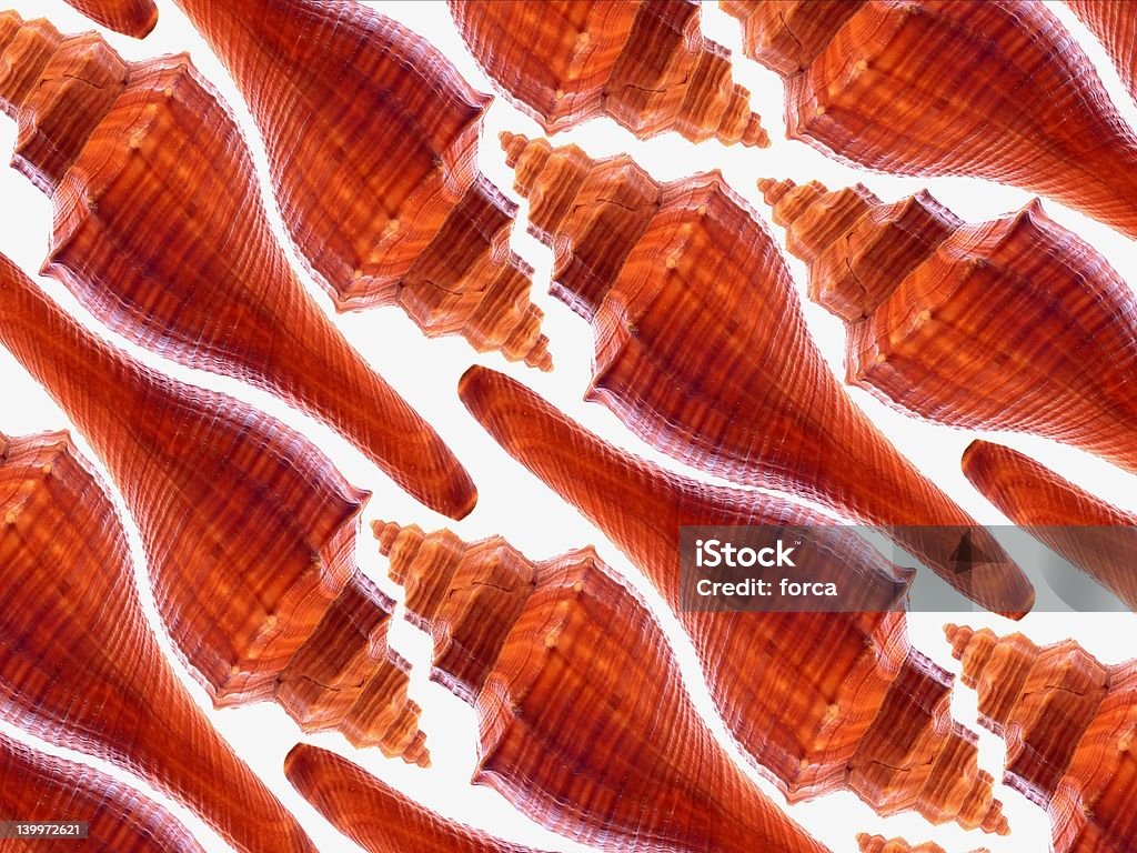 Cone Shell Background Coneshaped Shells Stock Photo - Download Image Now - Animal Shell ...