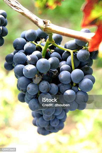 Красный Виноград — стоковые фотографии и другие картинки Винодельня - Винодельня, Калифорния, Алкоголь - напиток
