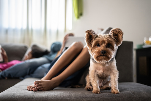 Dog looking at camera on the sofa at home