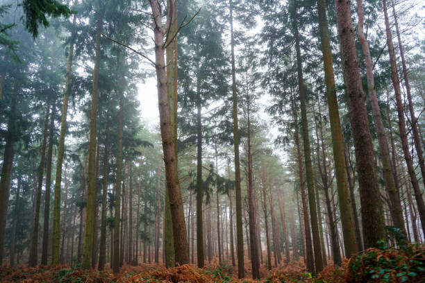 istock View in to a misty pine forest 1399727411