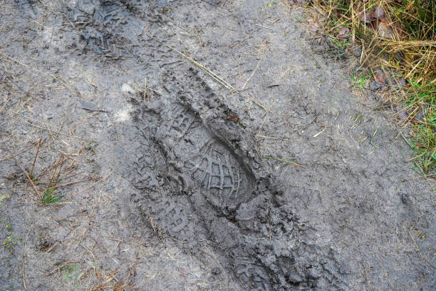 istock View of a muddy footpath in woodland 1399727433