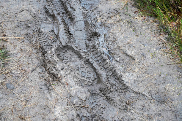 istock View of a muddy footpath in woodland 1399727475