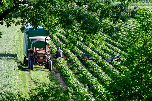Korschenbroich, May 27, 2022 - Unidentified seasonal farmers harvest strawberries in the Lower Rhine region of Germany.