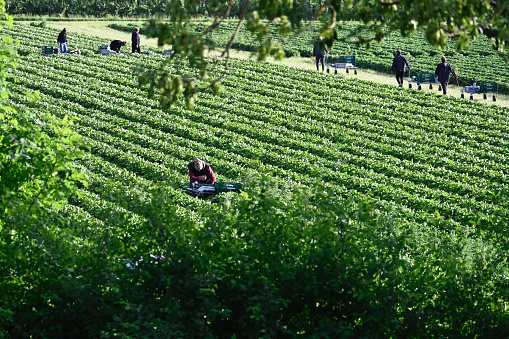 Korschenbroich, May 27, 2022 - Unidentified seasonal farmers harvest strawberries in the Lower Rhine region of Germany.