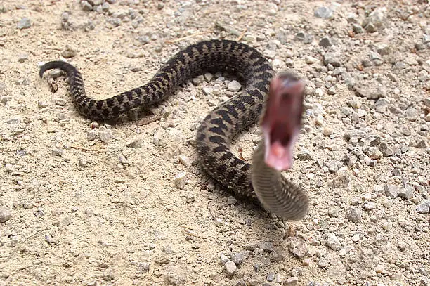                                 Poisonous  viper snake attacking the lens of my camera