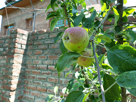 Spring Buds flowers new fruits tree branches greenery and green beauty of nature. Small trees are growing in new spring. The beautiful scenery of nature and a fresh atmosphere.